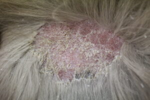 犬の皮膚にかさぶたができる原因 治療法について なんよう動物病院 知立市 刈谷市の動物病院