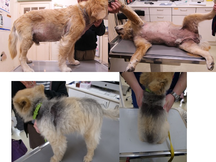 痒くないのに毛が抜ける 犬の毛周期停止とは なんよう動物病院