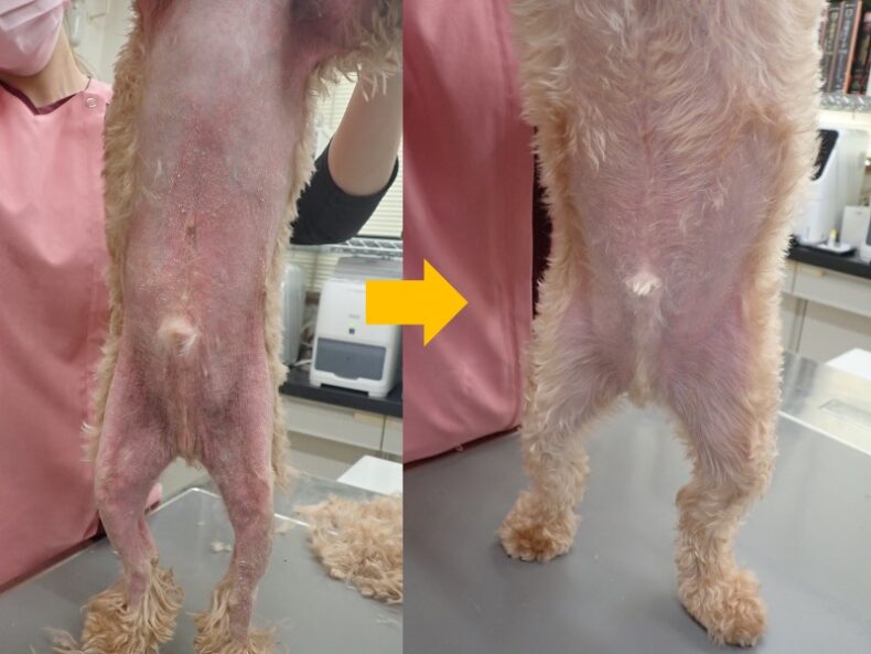 犬の脂漏症