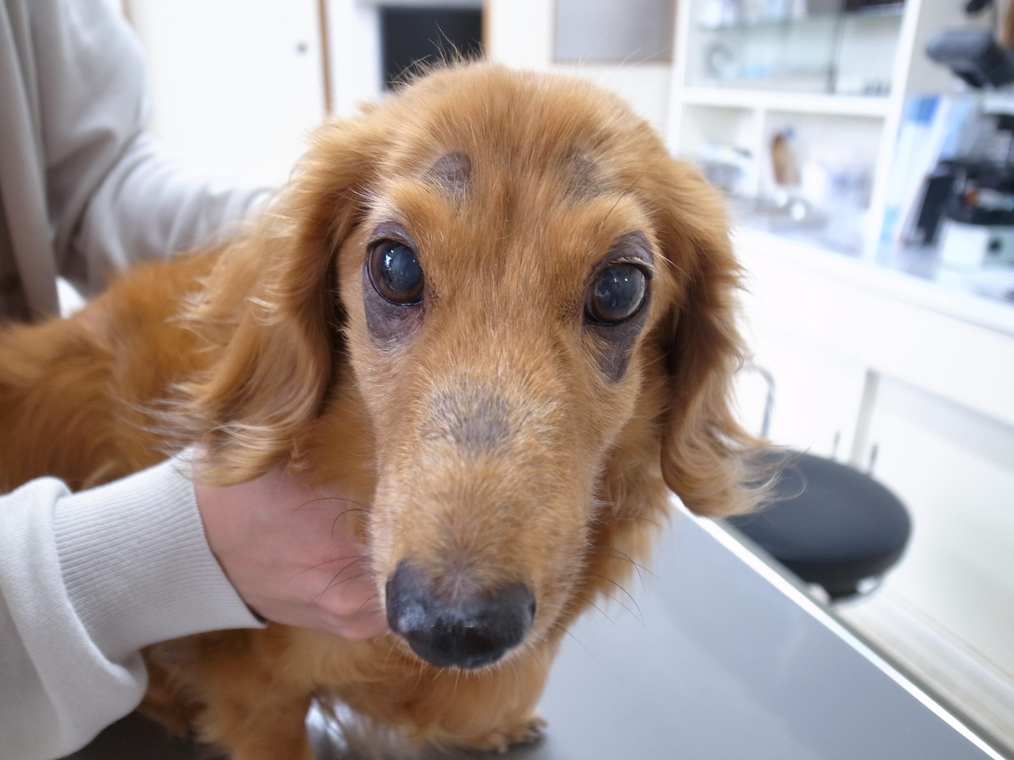 犬の皮膚病15種類と写真付き