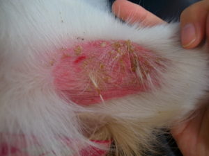 犬の皮膚病でよくある4つの症状と治療方法について なんよう動物病院 知立市 刈谷市の動物病院