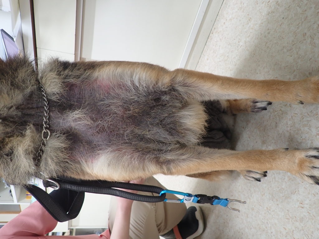 パニック障害と診断されたジャーマンシェパードの犬アトピー性皮膚炎 なんよう動物病院 知立市 刈谷市