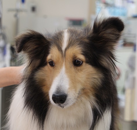 犬の血管炎 愛知県知立市 刈谷市のなんよう動物病院