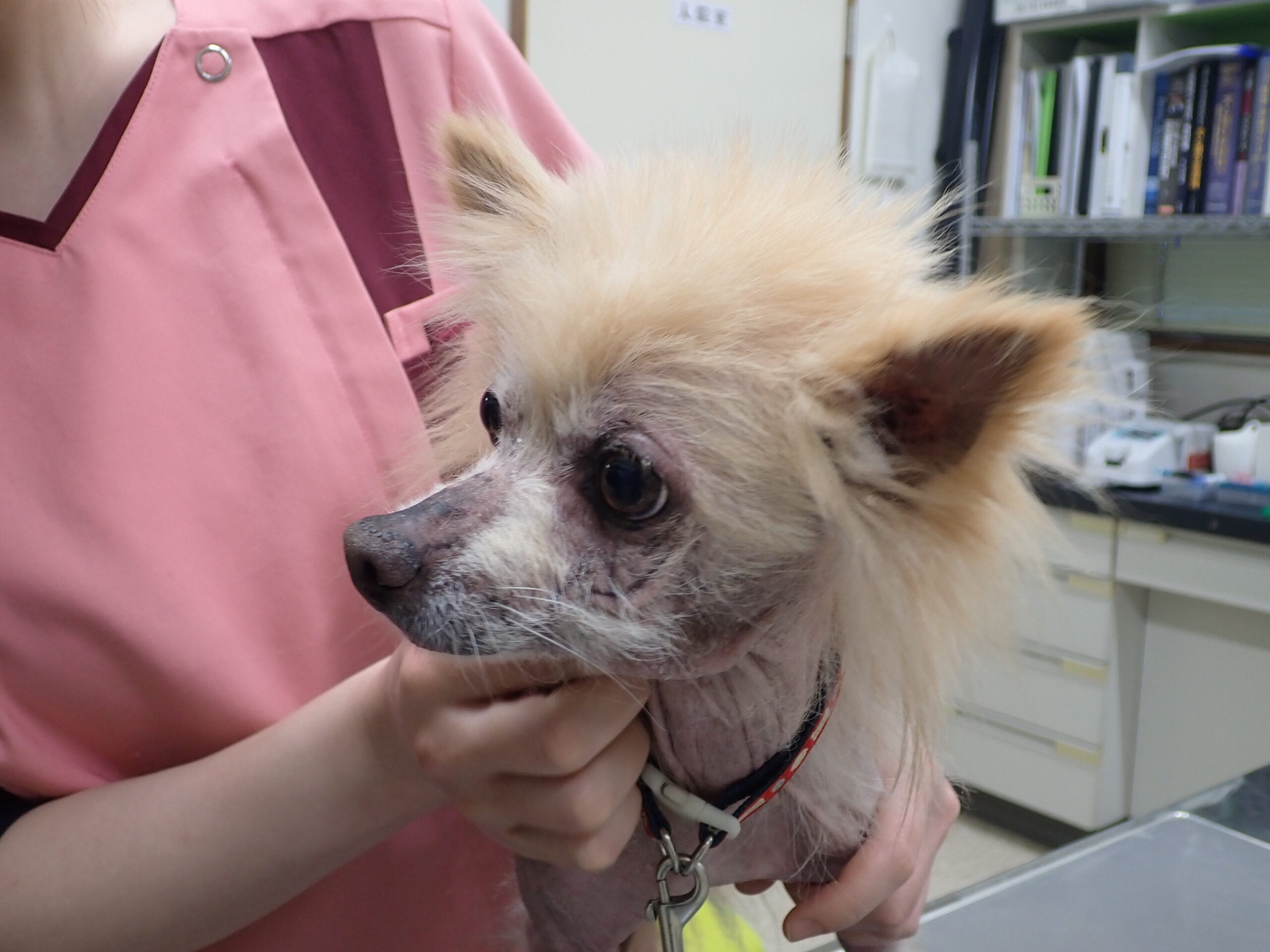 ステロイドが効かないポメラニアンの脂漏性皮膚炎 なんよう動物病院 知立市 刈谷市 犬