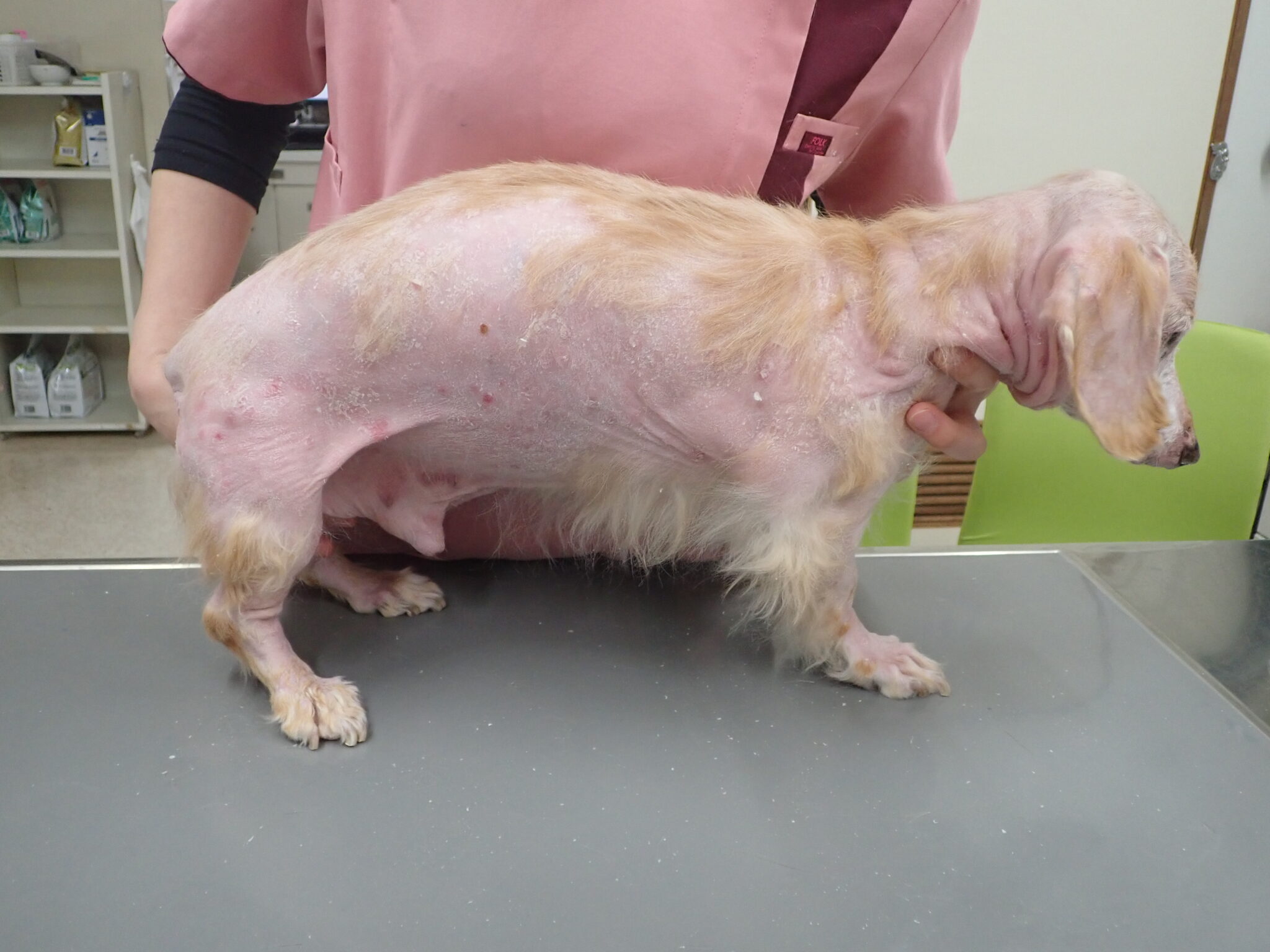 犬のリンパ節の腫れ