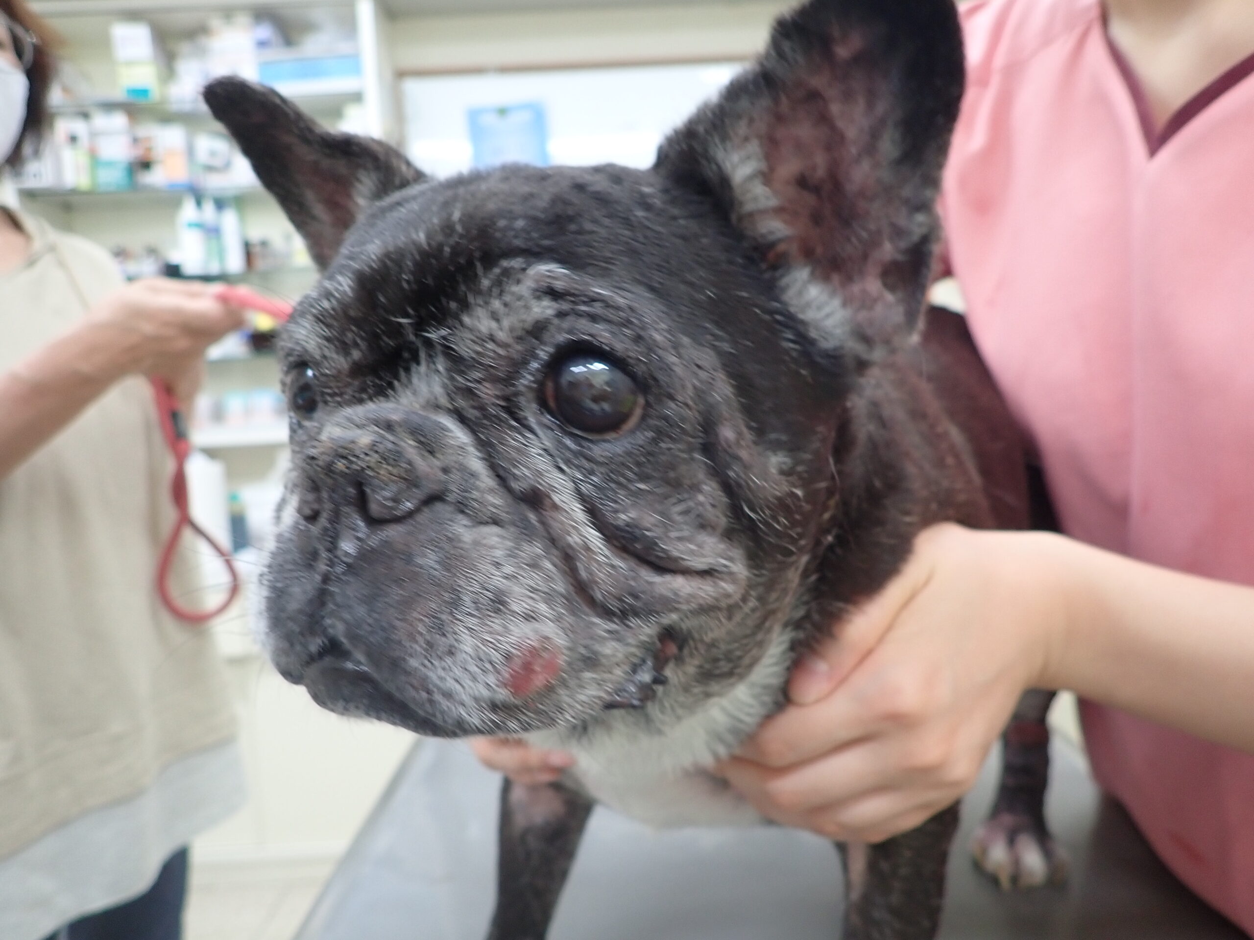 犬の皮膚リンパ腫 知立市 刈谷市の動物病院 なんよう動物病院