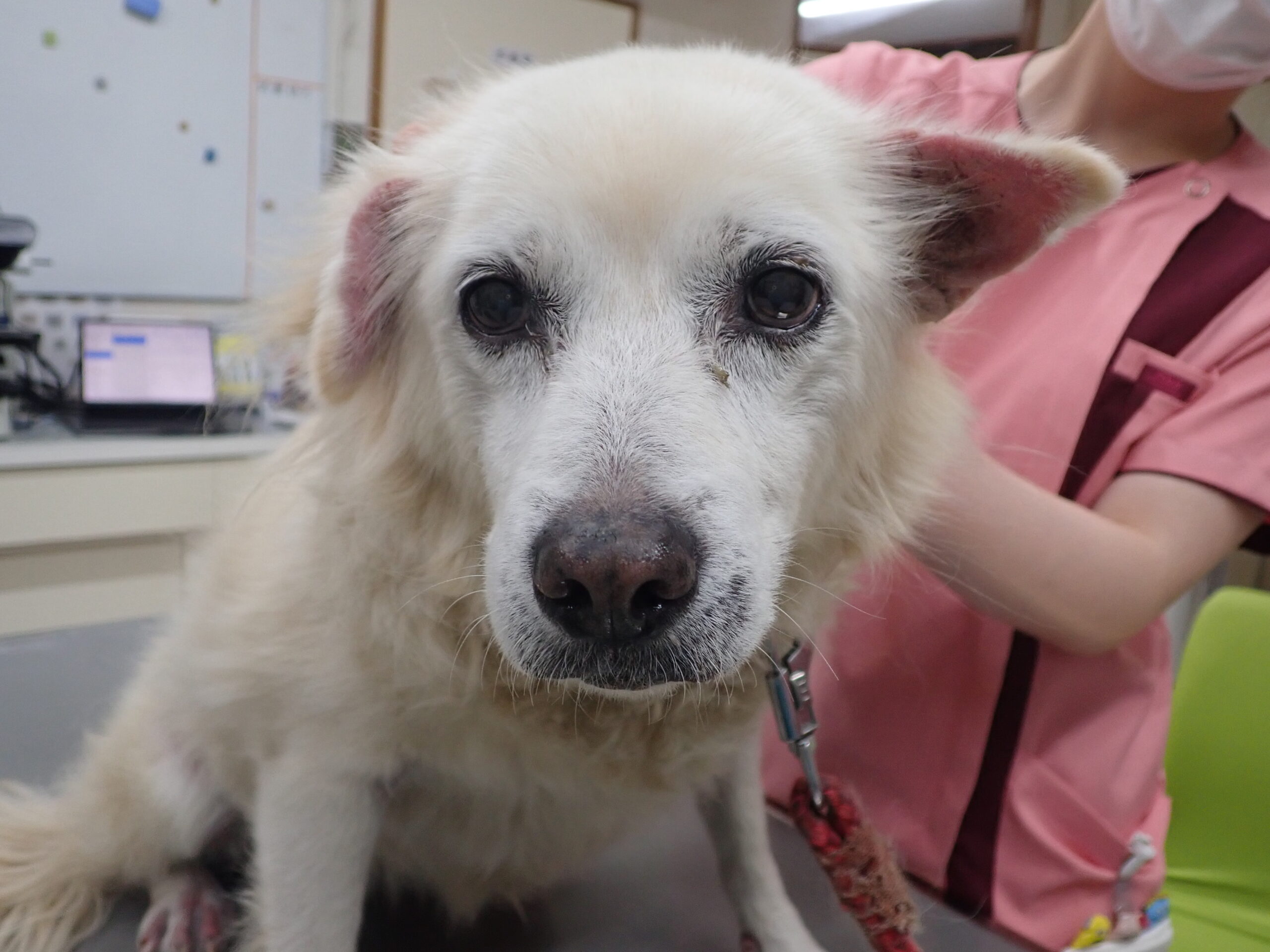 皮膚科 原因不明と言われた雑種犬のアレルギー性皮膚炎 なんよう動物病院 知立市 刈谷市の動物病院