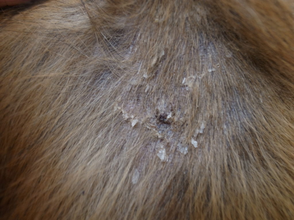犬の膿皮症