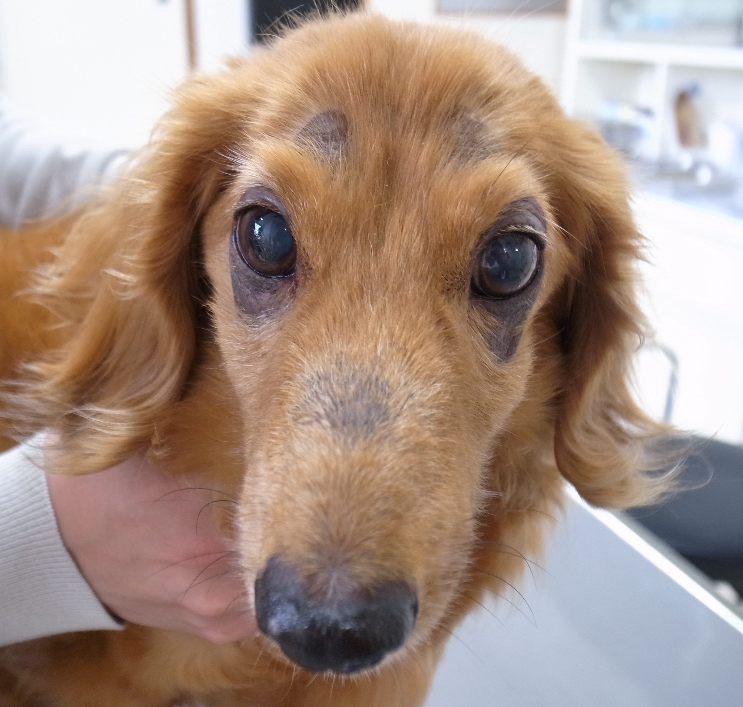 犬のパターン脱毛症 愛知県知立市刈谷市のなんよう動物病院