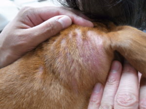 犬の皮膚病でよくある4つの症状と治療方法について 知立市のなんよう動物病院