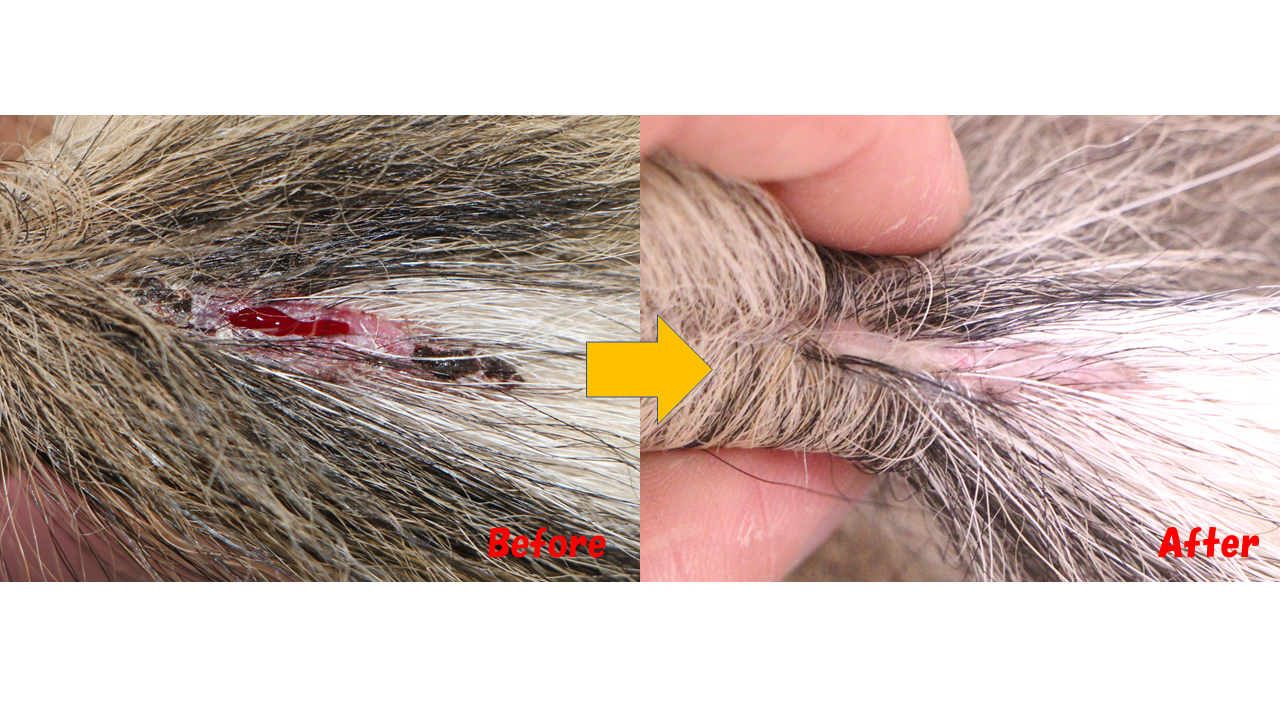 シェットランドシープドッグの血管炎（虚血性皮膚炎）｜なんよう動物病院｜知立市・刈谷市