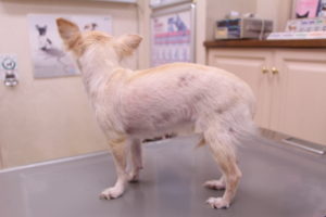 犬の皮膚病でよくある4つの症状と治療方法について 知立市のなんよう動物病院